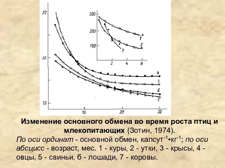 Изменение основного обмена во время роста птиц и млекопитающих (Зотин, 1974).