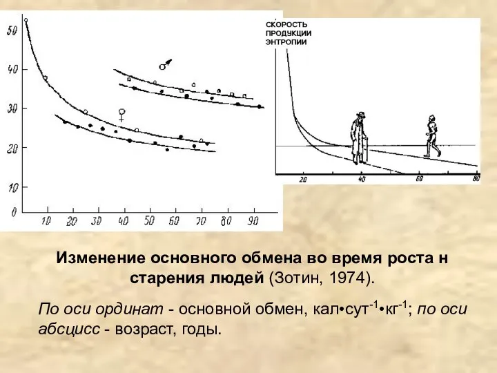 Изменение основного обмена во время роста н старения людей (Зотин, 1974).