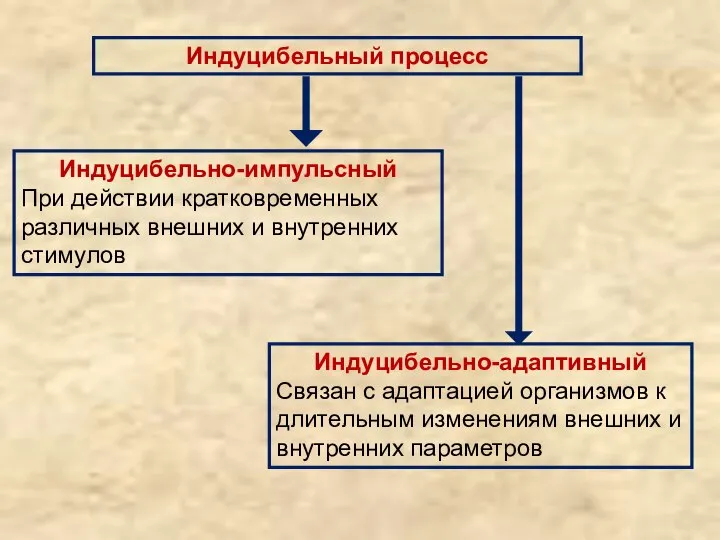 Индуцибельный процесс Индуцибельно-адаптивный Связан с адаптацией организмов к длительным изменениям внешних