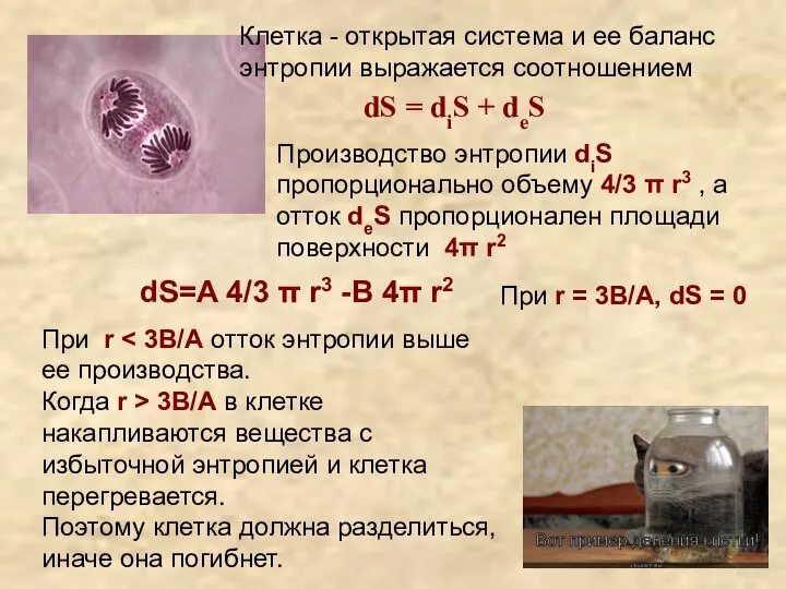 dS = diS + deS Клетка - открытая система и ее