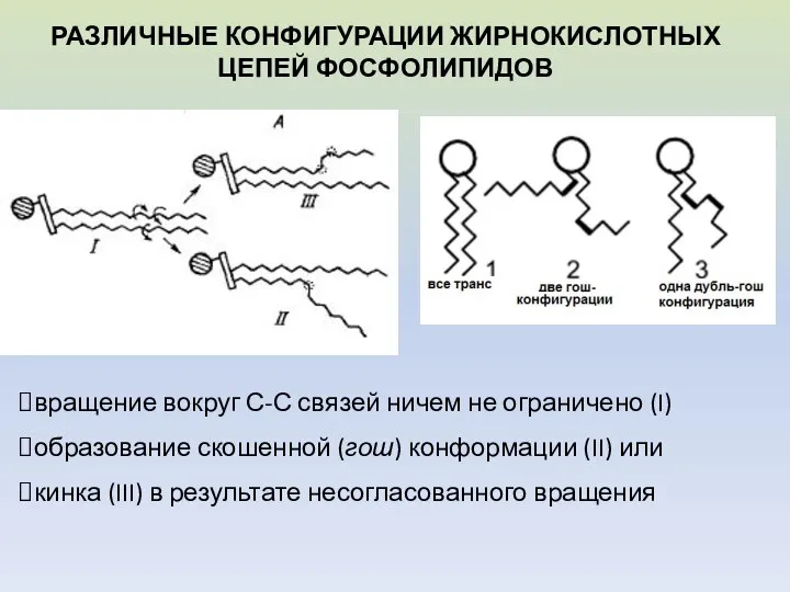 вращение вокруг С-С связей ничем не ограничено (I) образование скошенной (гош)