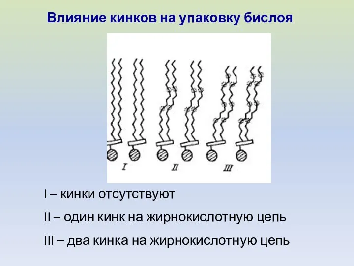 I – кинки отсутствуют II – один кинк на жирнокислотную цепь