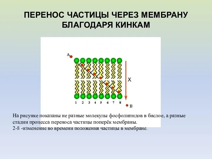 ПЕРЕНОС ЧАСТИЦЫ ЧЕРЕЗ МЕМБРАНУ БЛАГОДАРЯ КИНКАМ На рисунке показаны не разные