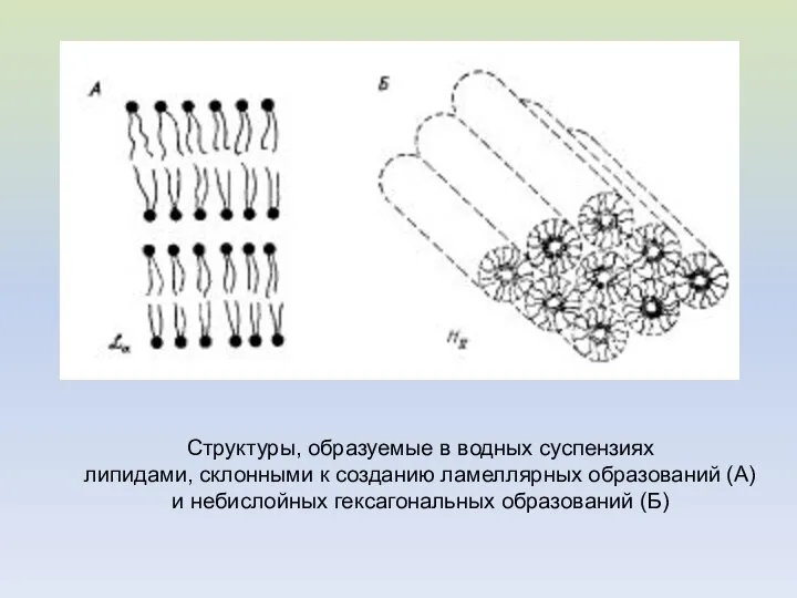 Структуры, образуемые в водных суспензиях липидами, склонными к созданию ламеллярных образований