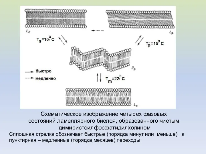 Схематическое изображение четырех фазовых состояний ламеллярного бислоя, образованного чистым димиристоилфосфатидилхолином Сплошная