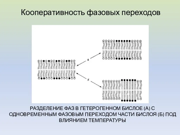 РАЗДЕЛЕНИЕ ФАЗ В ГЕТЕРОГЕННОМ БИСЛОЕ (А) С ОДНОВРЕМЕННЫМ ФАЗОВЫМ ПЕРЕХОДОМ ЧАСТИ