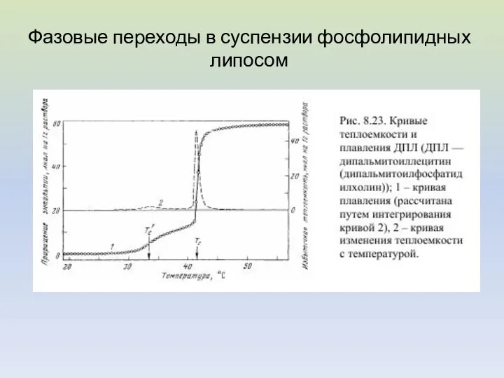 Фазовые переходы в суспензии фосфолипидных липосом