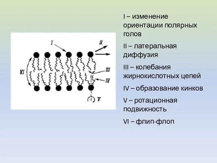 I – изменение ориентации полярных голов II – латеральная диффузия III