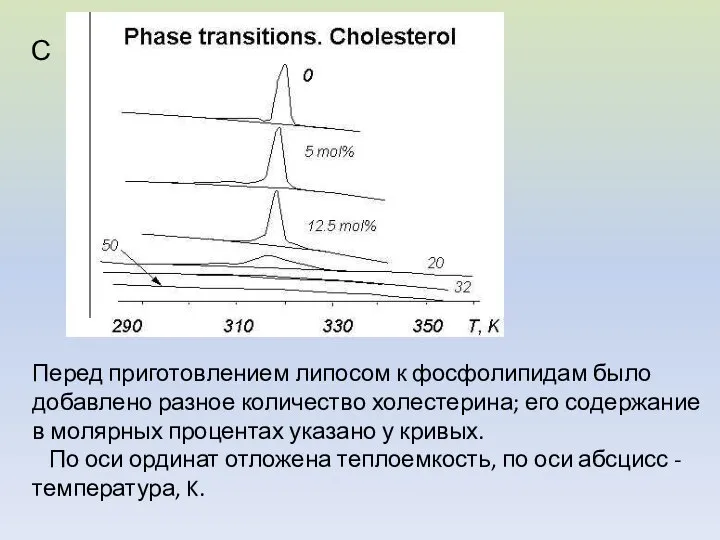 Перед приготовлением липосом к фосфолипидам было добавлено разное количество холестерина; его