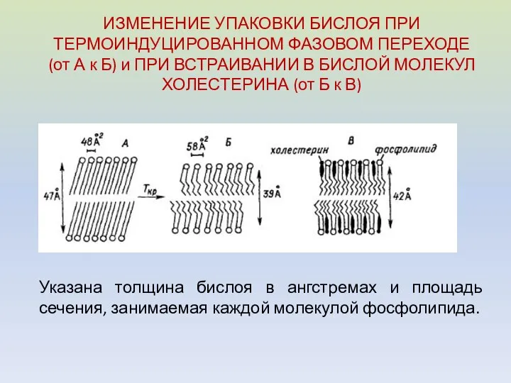 ИЗМЕНЕНИЕ УПАКОВКИ БИСЛОЯ ПРИ ТЕРМОИНДУЦИРОВАННОМ ФАЗОВОМ ПЕРЕХОДЕ (от А к Б)