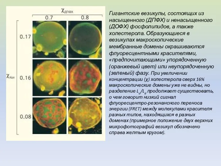 Гигантские везикулы, состоящих из насыщенного (ДПФХ) и ненасыщенного (ДОФХ) фосфолипидов, а