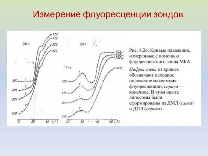 Измерение флуоресценции зондов