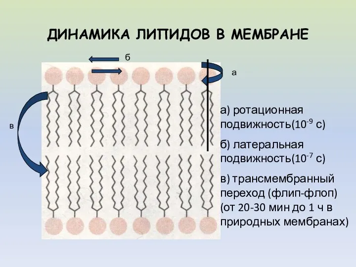 ДИНАМИКА ЛИПИДОВ В МЕМБРАНЕ а б в а) ротационная подвижность(10-9 с)