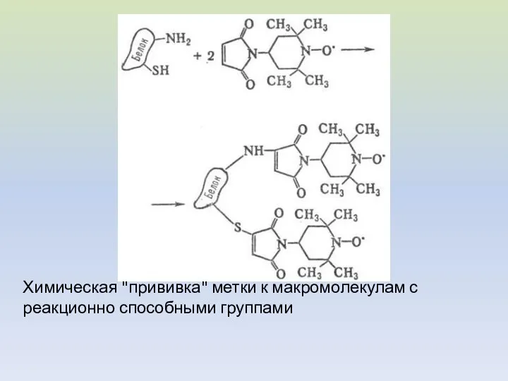 Химическая "прививка" метки к макромолекулам с реакционно способными группами