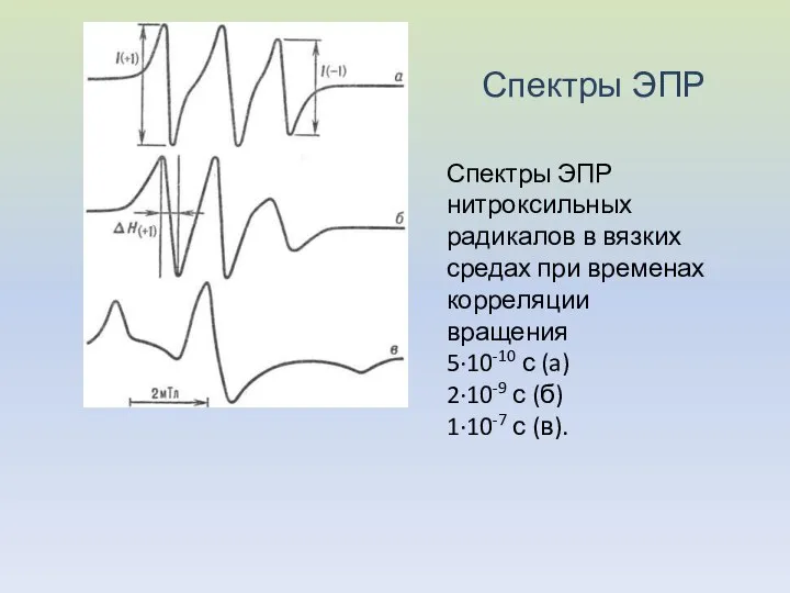 Спектры ЭПР Спектры ЭПР нитроксильных радикалов в вязких средах при временах