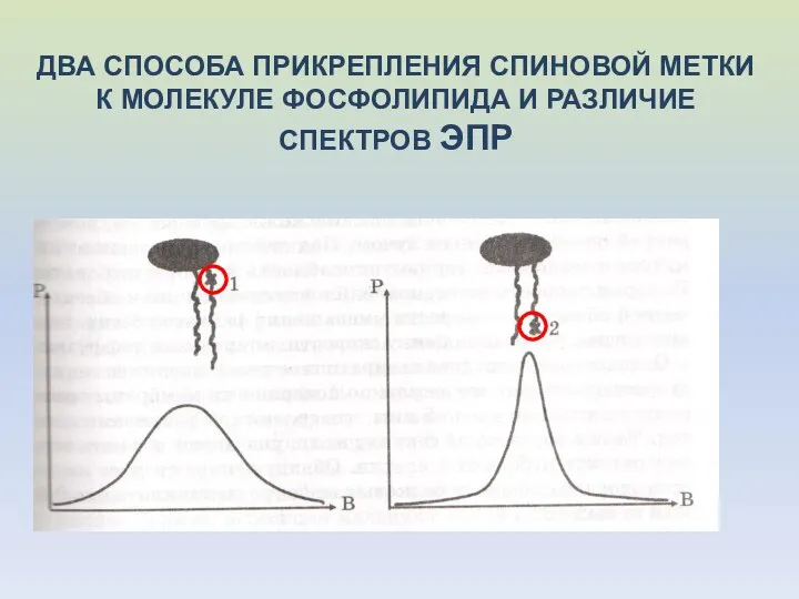 ДВА СПОСОБА ПРИКРЕПЛЕНИЯ СПИНОВОЙ МЕТКИ К МОЛЕКУЛЕ ФОСФОЛИПИДА И РАЗЛИЧИЕ СПЕКТРОВ ЭПР