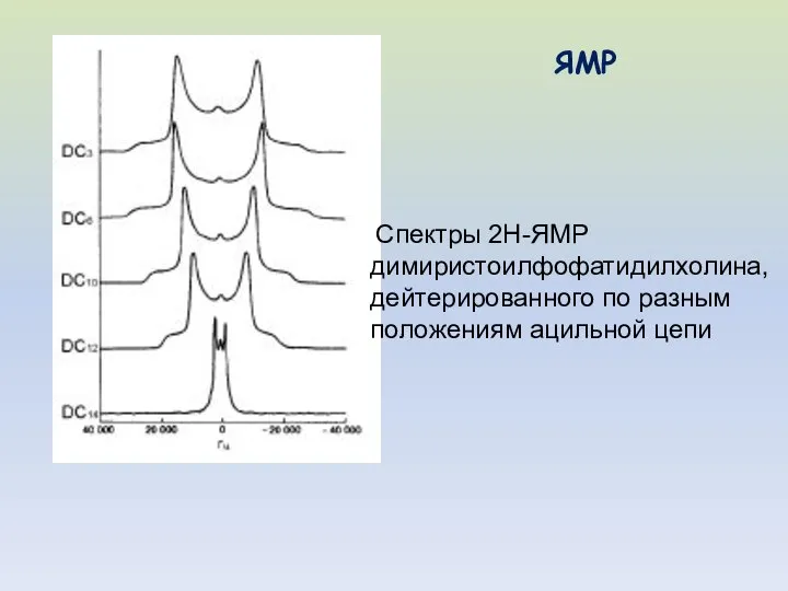Спектры 2Н-ЯМР димиристоилфофатидилхолина, дейтерированного по разным положениям ацильной цепи ЯМР