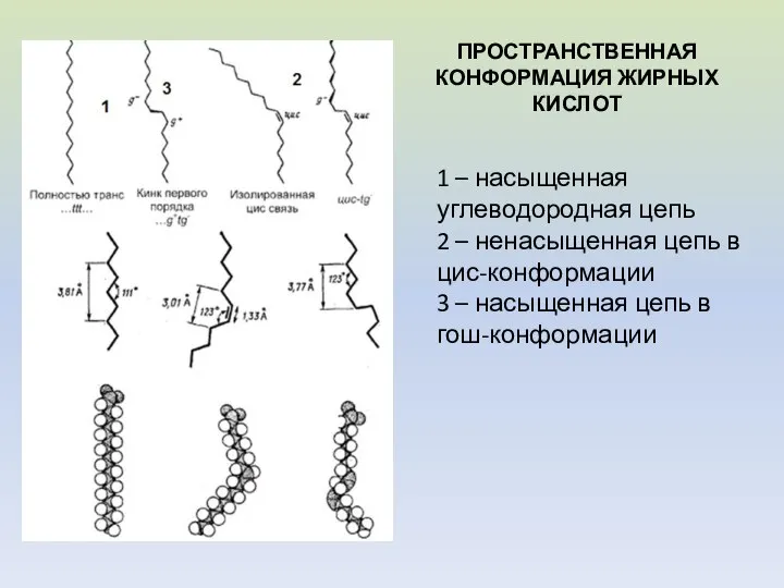 ПРОСТРАНСТВЕННАЯ КОНФОРМАЦИЯ ЖИРНЫХ КИСЛОТ 1 – насыщенная углеводородная цепь 2 –