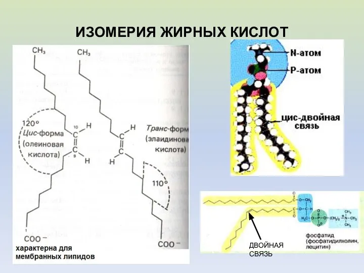 ИЗОМЕРИЯ ЖИРНЫХ КИСЛОТ ДВОЙНАЯ СВЯЗЬ