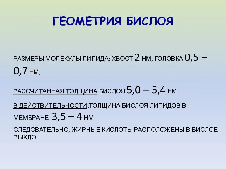 ГЕОМЕТРИЯ БИСЛОЯ РАЗМЕРЫ МОЛЕКУЛЫ ЛИПИДА: ХВОСТ 2 НМ, ГОЛОВКА 0,5 –