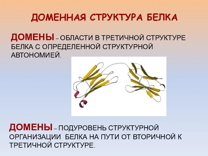 ДОМЕННАЯ СТРУКТУРА БЕЛКА ДОМЕНЫ – ОБЛАСТИ В ТРЕТИЧНОЙ СТРУКТУРЕ БЕЛКА С