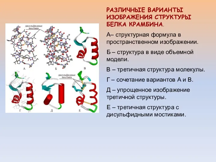 РАЗЛИЧНЫЕ ВАРИАНТЫ ИЗОБРАЖЕНИЯ СТРУКТУРЫ БЕЛКА КРАМБИНА. А– структурная формула в пространственном