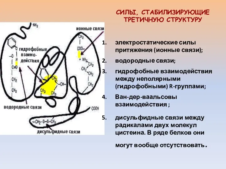 электростатические силы притяжения (ионные связи); водородные связи; гидрофобные взаимодействия между неполярными