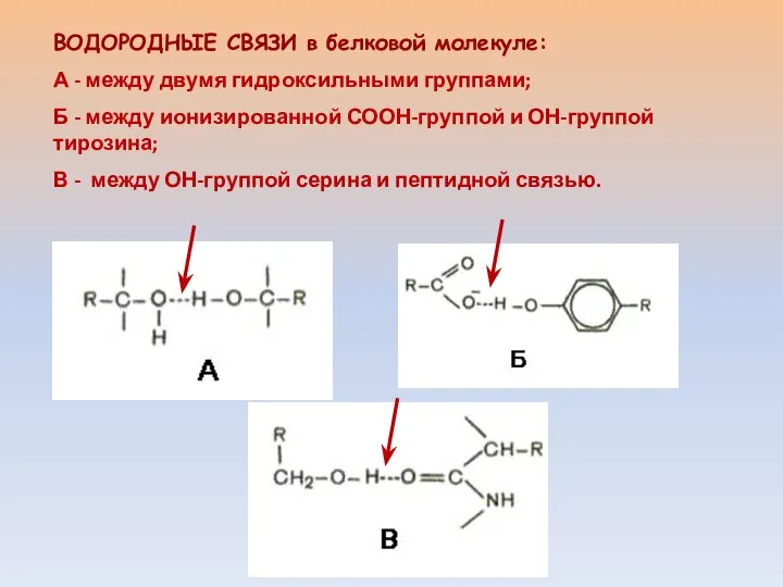 ВОДОРОДНЫЕ СВЯЗИ в белковой молекуле: А - между двумя гидроксильными группами;