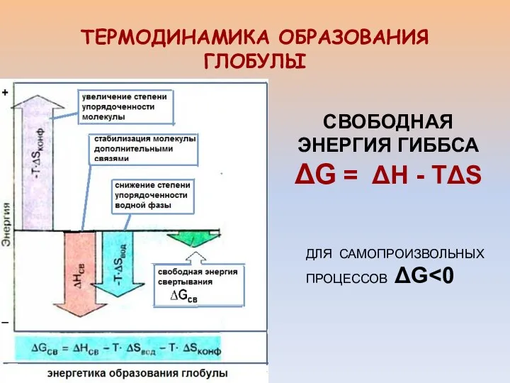 ТЕРМОДИНАМИКА ОБРАЗОВАНИЯ ГЛОБУЛЫ СВОБОДНАЯ ЭНЕРГИЯ ГИББСА ΔG = ΔH - TΔS ДЛЯ САМОПРОИЗВОЛЬНЫХ ПРОЦЕССОВ ΔG