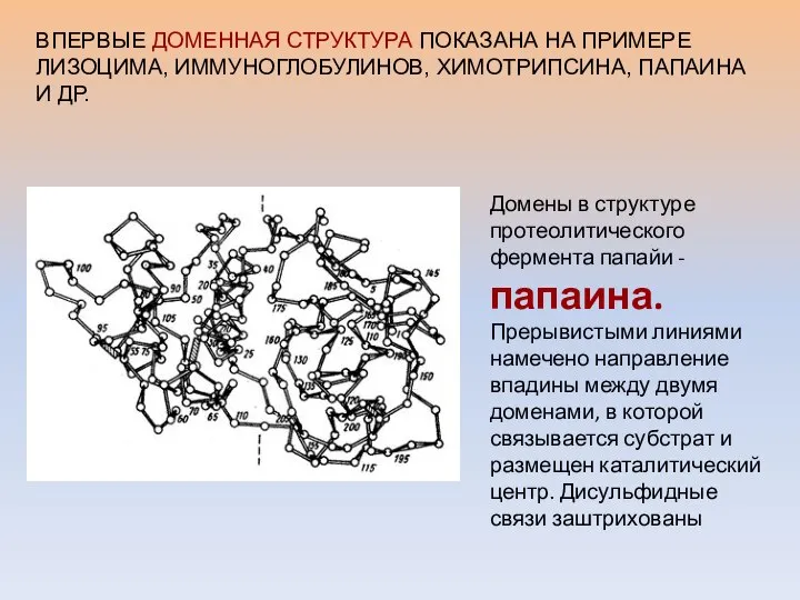 ВПЕРВЫЕ ДОМЕННАЯ СТРУКТУРА ПОКАЗАНА НА ПРИМЕРЕ ЛИЗОЦИМА, ИММУНОГЛОБУЛИНОВ, ХИМОТРИПСИНА, ПАПАИНА И