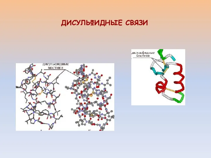 ДИСУЛЬФИДНЫЕ СВЯЗИ