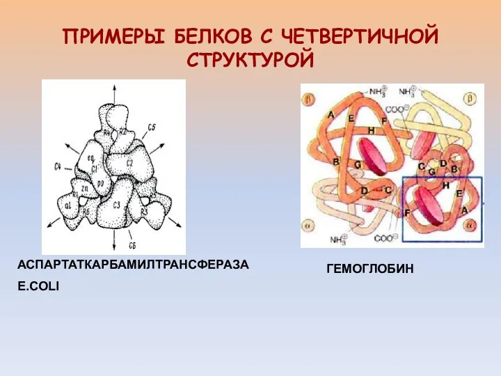 ГЕМОГЛОБИН ПРИМЕРЫ БЕЛКОВ С ЧЕТВЕРТИЧНОЙ СТРУКТУРОЙ АСПАРТАТКАРБАМИЛТРАНСФЕРАЗА E.COLI