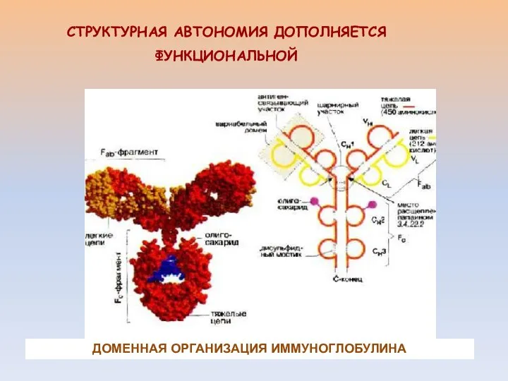 СТРУКТУРНАЯ АВТОНОМИЯ ДОПОЛНЯЕТСЯ ФУНКЦИОНАЛЬНОЙ ДОМЕННАЯ ОРГАНИЗАЦИЯ ИММУНОГЛОБУЛИНА