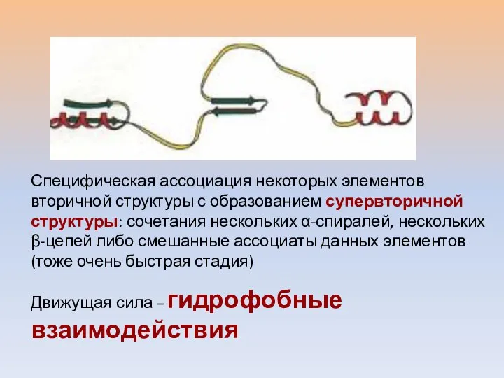 Специфическая ассоциация некоторых элементов вторичной структуры с образованием супервторичной структуры: сочетания