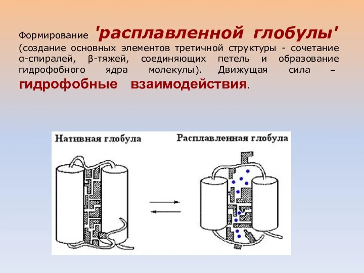 Формирование 'расплавленной глобулы' (создание основных элементов третичной структуры - сочетание α-спиралей,