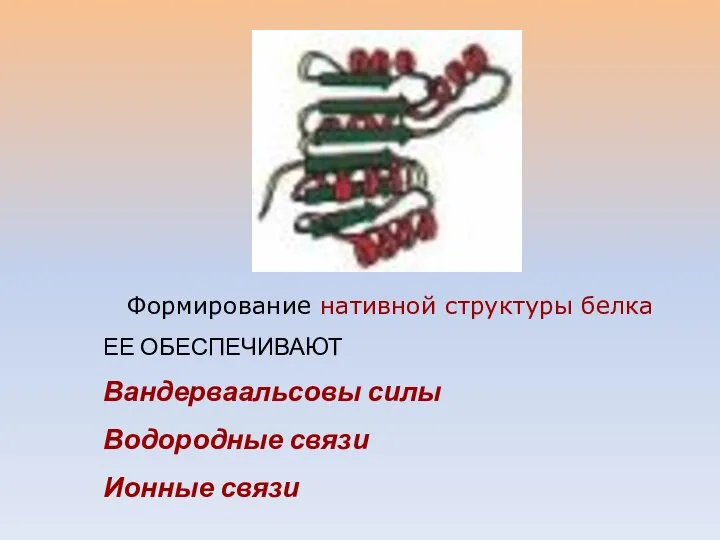 Формирование нативной структуры белка ЕЕ ОБЕСПЕЧИВАЮТ Вандерваальсовы силы Водородные связи Ионные связи