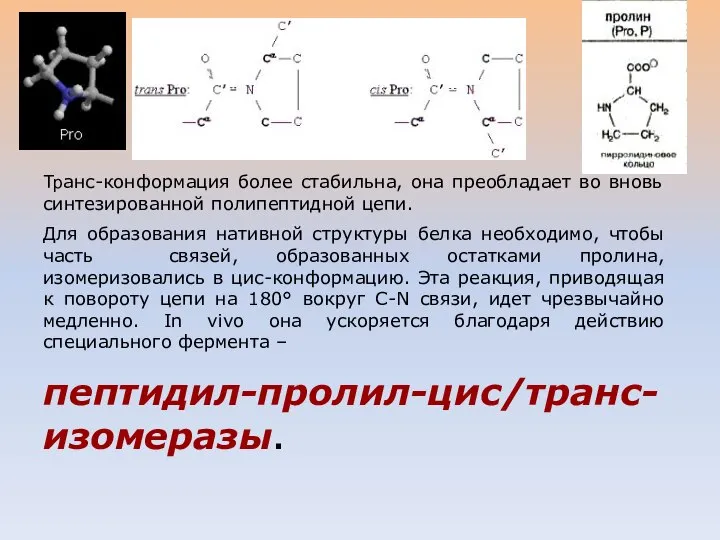 Транс-конформация более стабильна, она преобладает во вновь синтезированной полипептидной цепи. Для