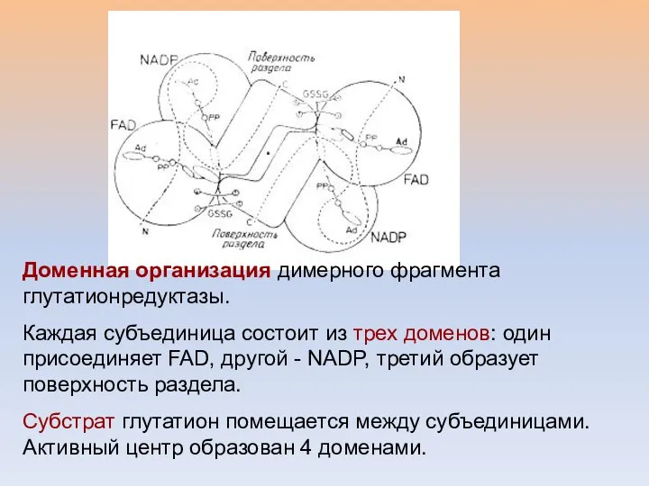 Доменная организация димерного фрагмента глутатионредуктазы. Каждая субъединица состоит из трех доменов: