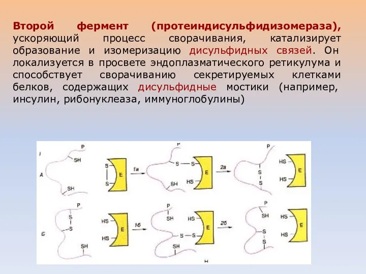 Второй фермент (протеиндисульфидизомераза), ускоряющий процесс сворачивания, катализирует образование и изомеризацию дисульфидных