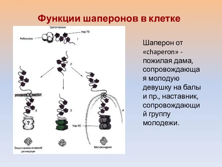 Функции шаперонов в клетке Шаперон от «chaperon» - пожилая дама, сопровождающая