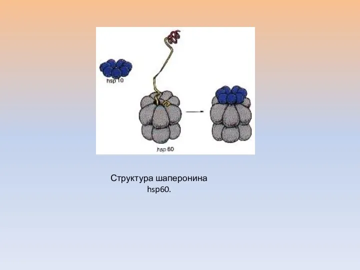 Структура шаперонина hsp60.