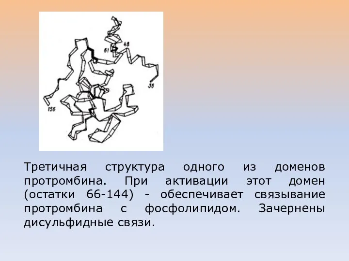 Третичная структура одного из доменов протромбина. При активации этот домен (остатки