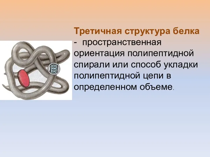 Третичная структура белка - пространственная ориентация полипептидной спирали или способ укладки полипептидной цепи в определенном объеме.