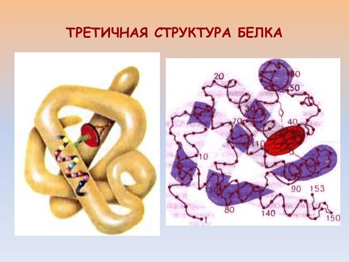 ТРЕТИЧНАЯ СТРУКТУРА БЕЛКА