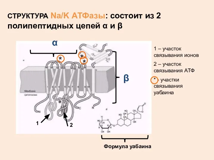 СТРУКТУРА Na/K АТФазы: состоит из 2 полипептидных цепей α и β