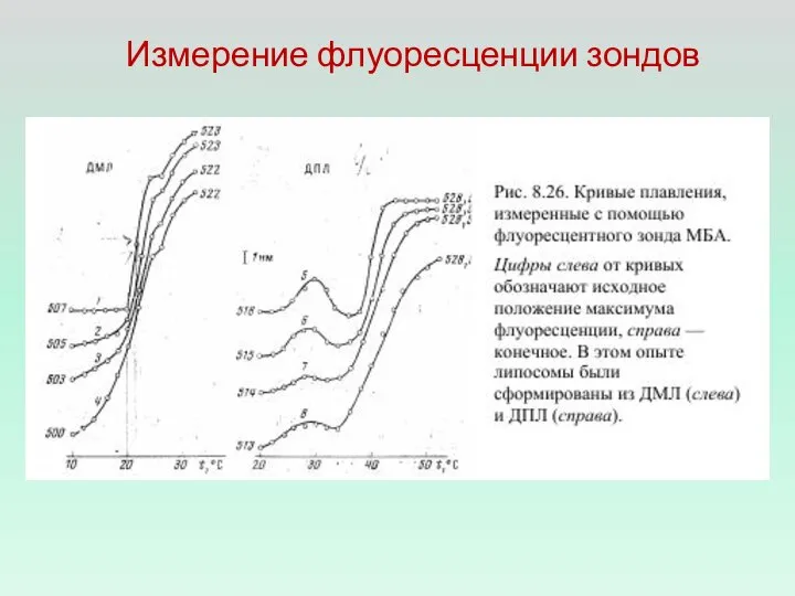 Измерение флуоресценции зондов