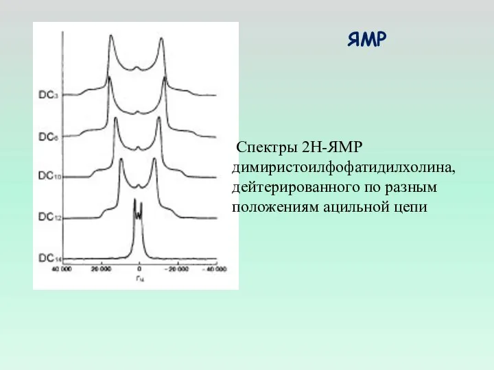 Спектры 2Н-ЯМР димиристоилфофатидилхолина, дейтерированного по разным положениям ацильной цепи ЯМР