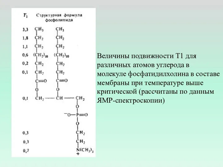 Величины подвижности Т1 для различных атомов углерода в молекуле фосфатидилхолина в