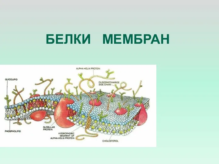 БЕЛКИ МЕМБРАН