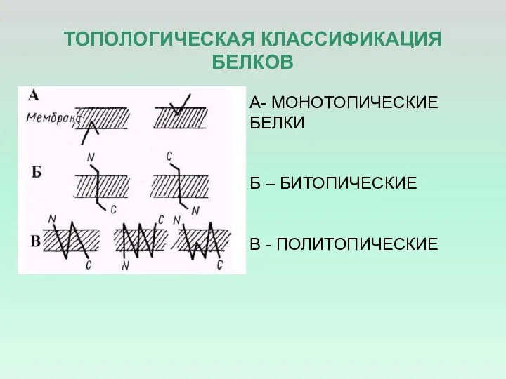 ТОПОЛОГИЧЕСКАЯ КЛАССИФИКАЦИЯ БЕЛКОВ А- МОНОТОПИЧЕСКИЕ БЕЛКИ Б – БИТОПИЧЕСКИЕ В - ПОЛИТОПИЧЕСКИЕ